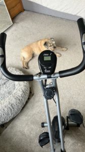 View from an exercise bike, between the handle bars a brown dog is laying on a cream carpet