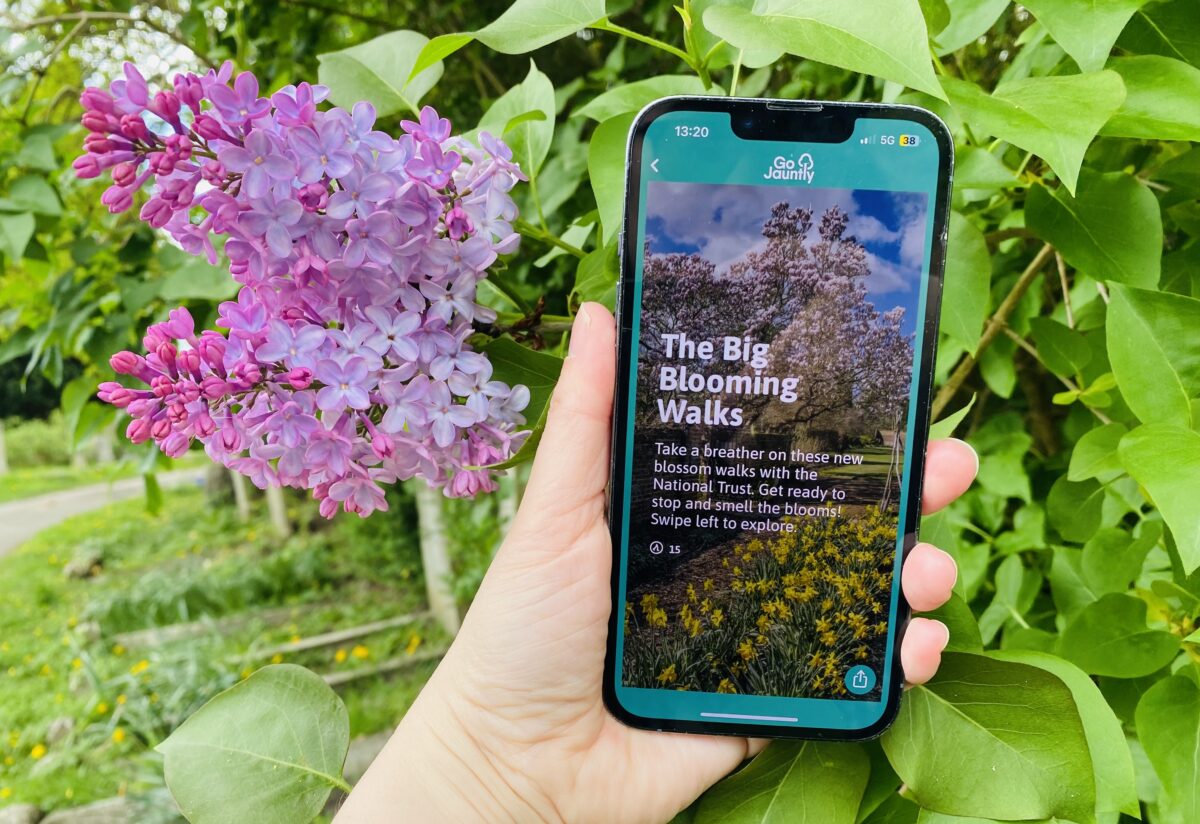 A hand holds a smartphone displaying "The Big Blooming Walks" app by Go Jauntly, superimposed over a blurred background of purple lilac blossoms and green foliage.