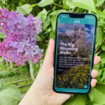 A hand holds a smartphone displaying "The Big Blooming Walks" app by Go Jauntly, superimposed over a blurred background of purple lilac blossoms and green foliage.